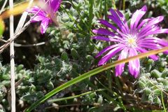 Trichodiadema intonsum