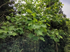 Liriodendron chinense