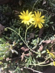 Othonninae