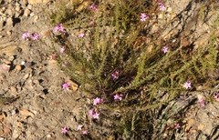 Acmadenia trigona