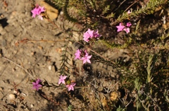 Acmadenia trigona