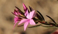 Acmadenia trigona