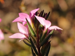 Acmadenia trigona