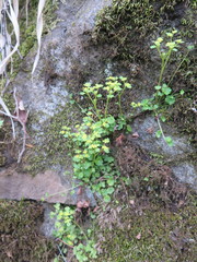 Chrysosplenium flagelliferum