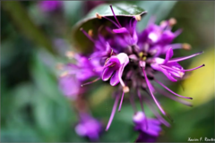 Veronica × andersonii