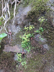 Chrysosplenium flagelliferum