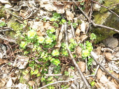 Chrysosplenium pilosum
