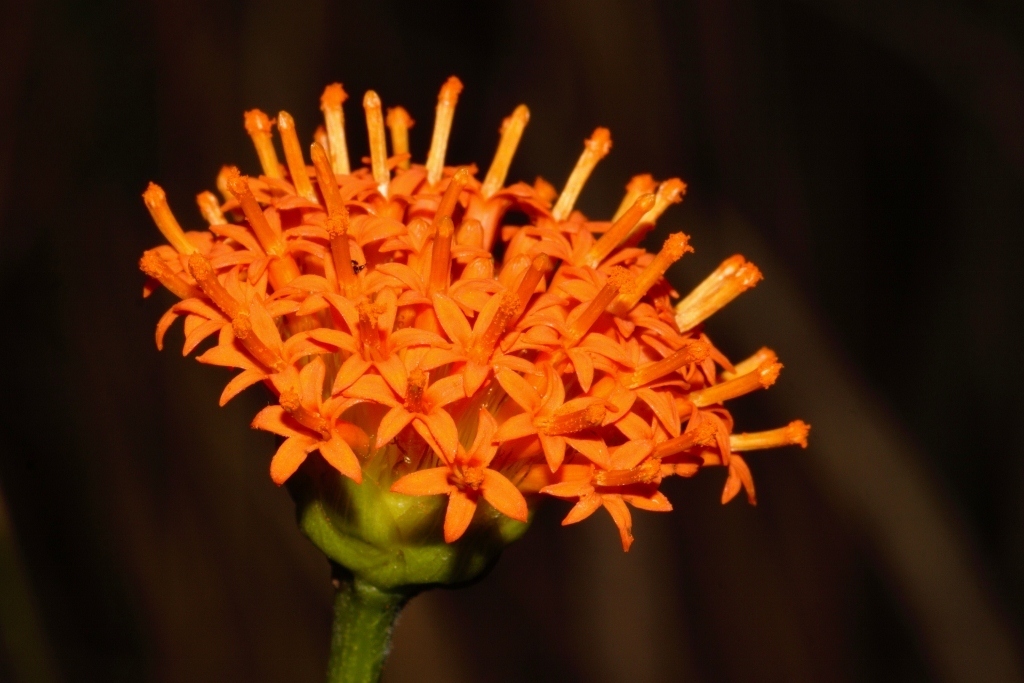 Hypericophyllum compositarum