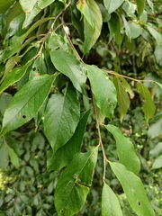 Alniphyllum fortunei