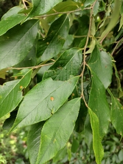 Alniphyllum fortunei