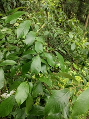 Alniphyllum fortunei