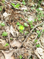 Chrysosplenium pilosum