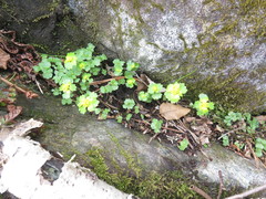 Chrysosplenium pilosum