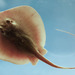 Atlantic Stingray - Photo (c) NOAANMFSMississippi Laboratory, some rights reserved (CC BY)