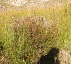 Hypodiscus argenteus