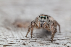 Habronattus brunneus