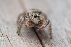 Habronattus brunneus