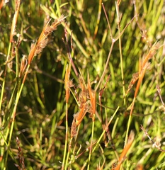 Hypodiscus argenteus