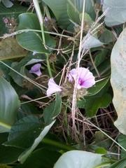 Ipomoea wightii