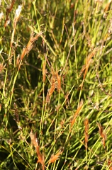 Hypodiscus argenteus