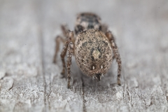 Habronattus brunneus