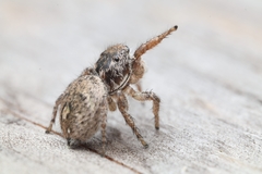 Habronattus brunneus