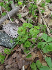 Chrysosplenium ramosum