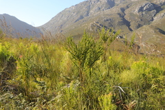 Cyclopia subternata subternata