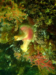 Ascidia incrassata
