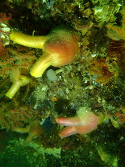 Ascidia incrassata