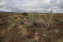 Gomphocarpus filiformis
