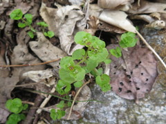 Chrysosplenium ramosum