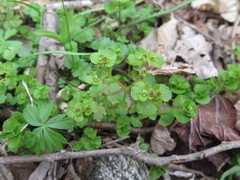 Chrysosplenium ramosum