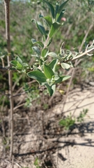 Salvia lanceolata