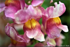 Antirrhinum majus