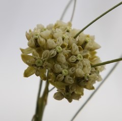 Gomphocarpus filiformis