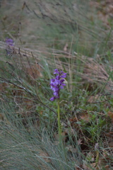 Anacamptis morio