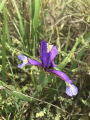 Iris reichenbachiana