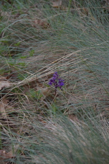 Anacamptis morio