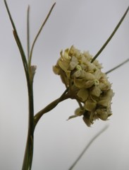 Gomphocarpus filiformis