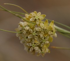 Gomphocarpus filiformis