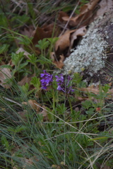 Anacamptis morio