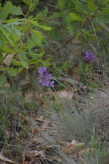 Anacamptis morio
