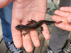 Ommatotriton ophryticus