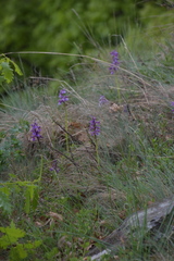 Anacamptis morio