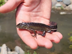 Ommatotriton ophryticus