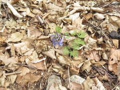 Corydalis fumariifolia
