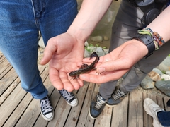 Ommatotriton ophryticus