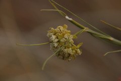 Gomphocarpus filiformis