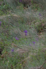 Anacamptis morio